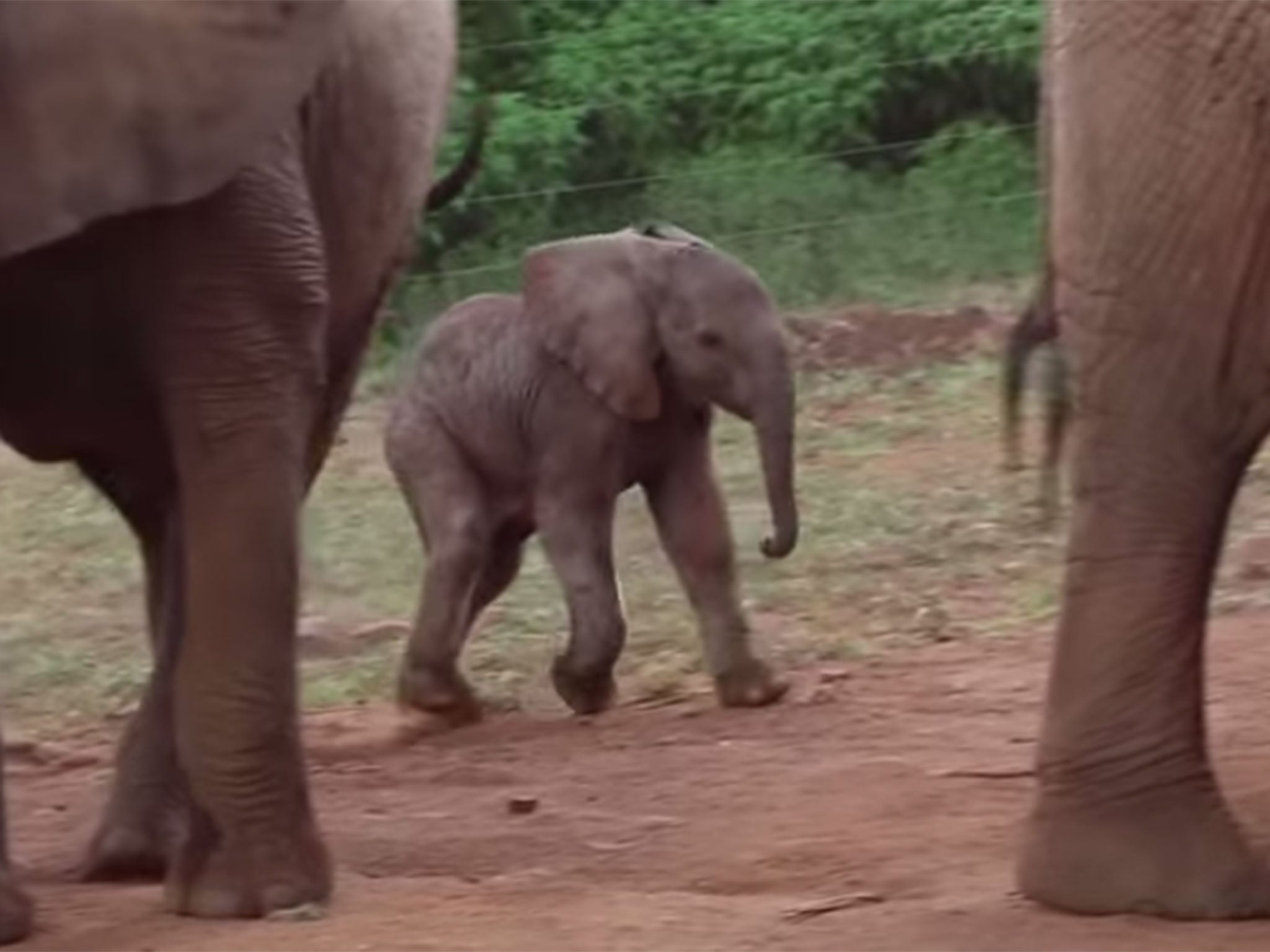 Watch the rare birth of a baby elephant in Kenya | The Independent